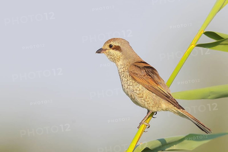 Red-backed shrike (Lanius collurio), female sitting on a reed stalk, looking for prey, wildlife, migratory bird, animals, birds, Ziggsee, Lake Neusiedl-Seewinkel National Park, Burgenland, Austria