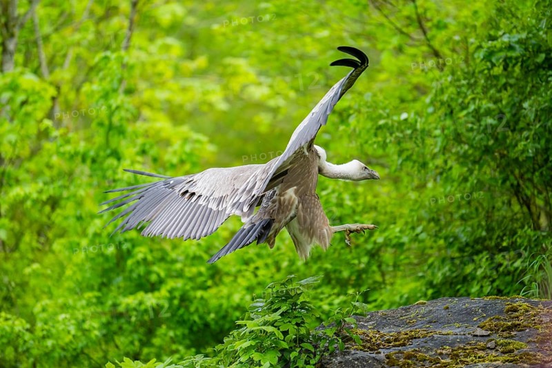 Eurasian griffon vulture (Gyps fulvus) landing on a rock, Bavaria, Germany