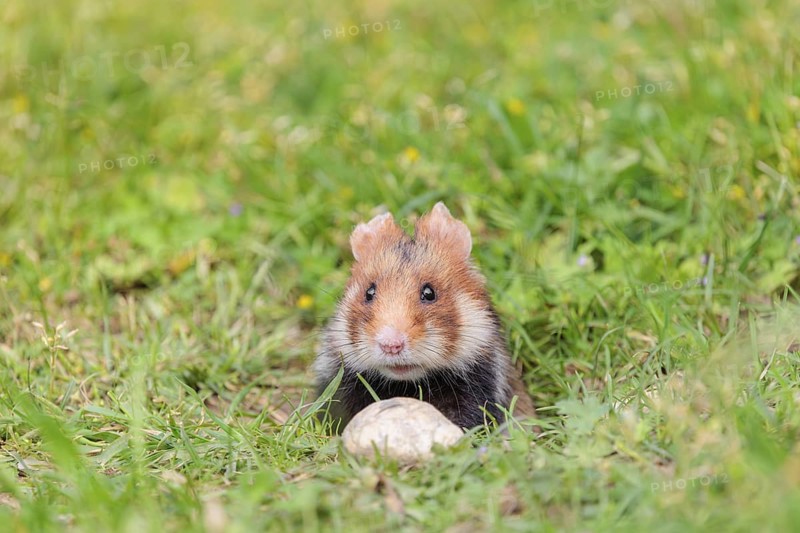 A European hamster (Cricetus cricetus) leaves his burrow