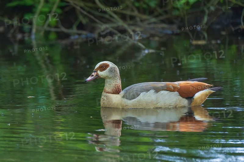 A Nile Goose (Alopochen aegyptiaca) swimming on a pond in the forest, animal photo, nature photo, wildlife, fauna, Neustadt am Rübenberge, Hanover Region, Lower Saxony, Germany
