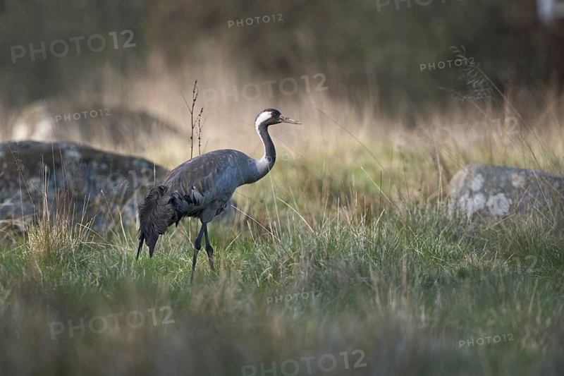 In its natural environment... Common crane (Grus grus) in its breeding territory in Sweden walking through a meadow near the edge of a forest in search of food, beautiful light, beautiful surroundings, wildlife, native nature, southern Sweden, Sweden, Scandinavia, northern Europe
