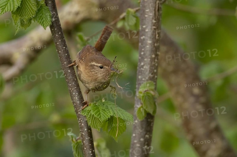 Eurasian wren (Troglodytes troglodytes) adult garden bird with nesting material in its beak in a hazel tree, England, United Kingdom