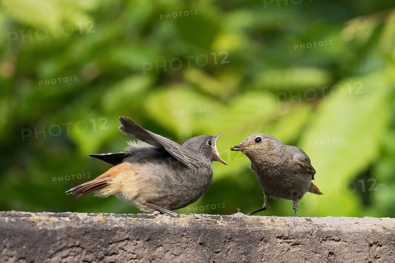 A female black redstart (Phoenicurus ochruros) feeding young on a wall, Hesse, Germany