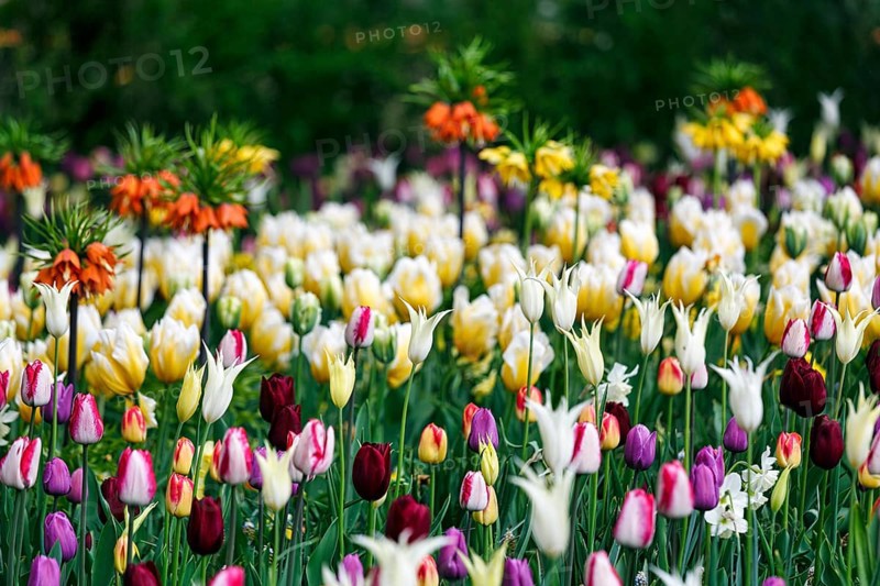 Different coloured tulips (Tulipa), colourful tulip bed, Keukenhof gardens, Lisse, Bollenstreek, South Holland, Netherlands