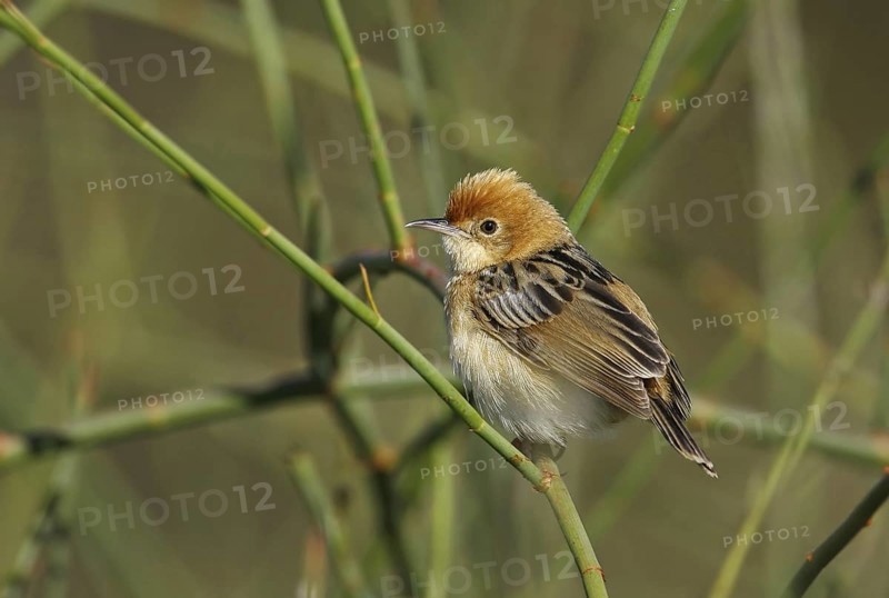 Golden-headed Cisticola (Cisticola exilis) male, Victoria, Australia