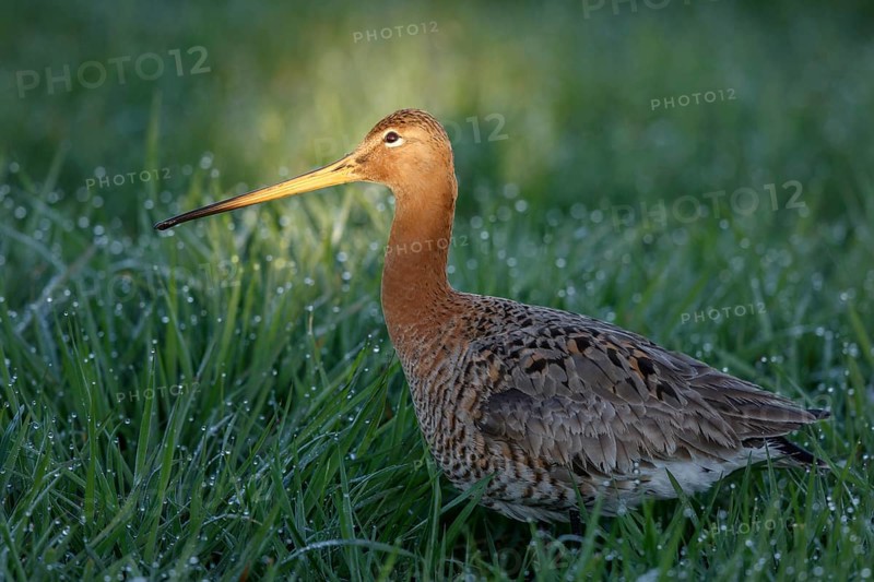 Black-tailed Godwit (Limosa limosa), Netherlands