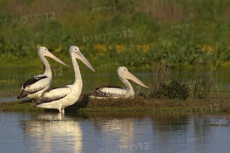 Australian Pelican (Pelecanus conspicillatus), Victoria, Australia