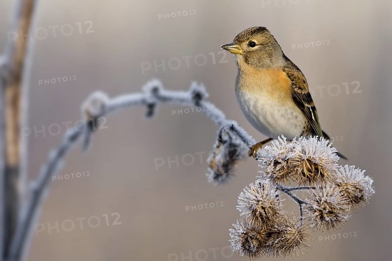 Brambling (Fringilla montifringilla) female, Saxony-Anhalt, Germany
