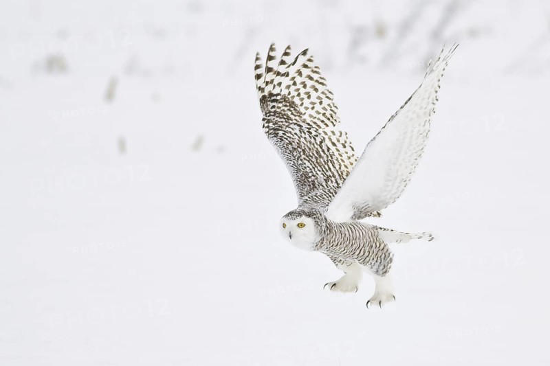 Snowy Owl (Bubo scandiacus) flying, Ontario, Canada
