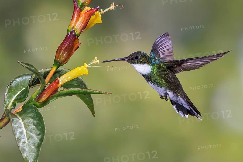 White-throated Hummingbird (Leucochloris albicollis) flying and feeding at a flower in the Atlantic rainforest of southeast Brazil