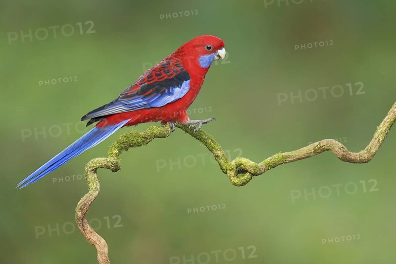 Crimson Rosella (Platycercus elegans), Victoria, Australia