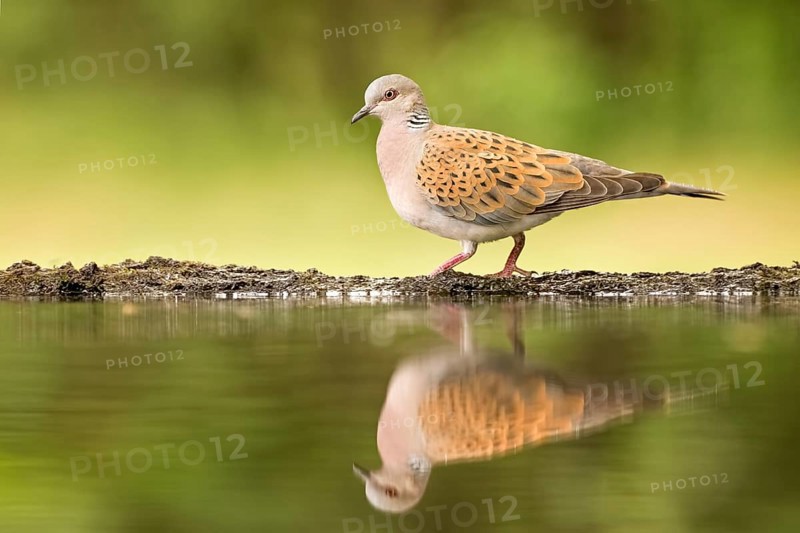 European Turtle Dove (Streptopelia turtur) at waterhole, Hungary