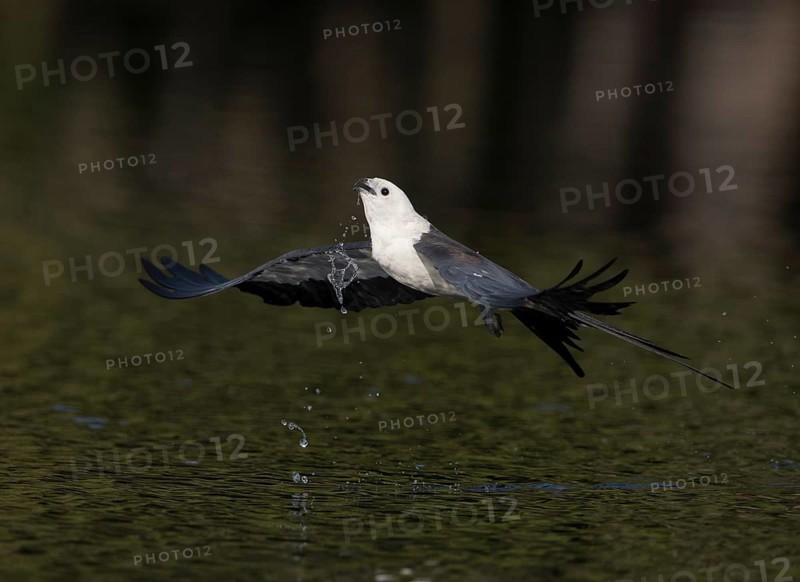 Swallow-tailed Kite (Elanoides forficatus) drinking in flight, Florida, USA