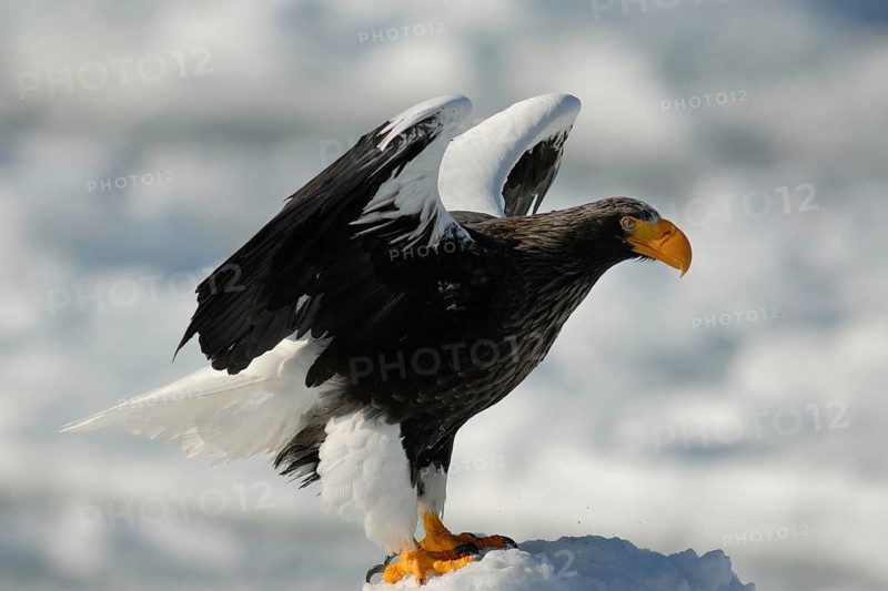Steller's Sea Eagle (Haliaeetus pelagicus), Hokkaido, Japan