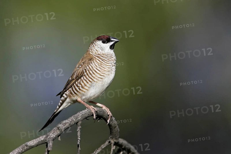 Plum-headed Finch (Neochmia modesta), Australia