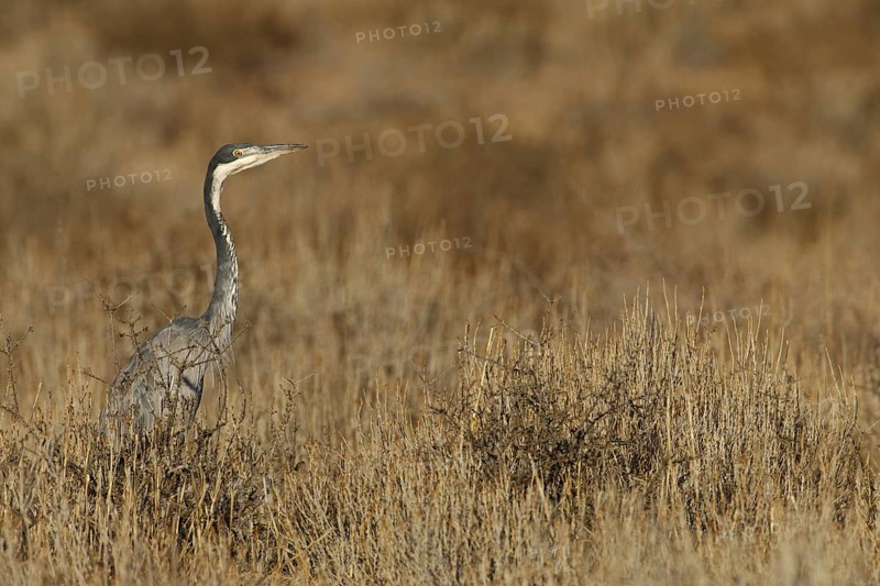 Black-headed Heron (Ardea melanocephala), Northern Cape, South Africa