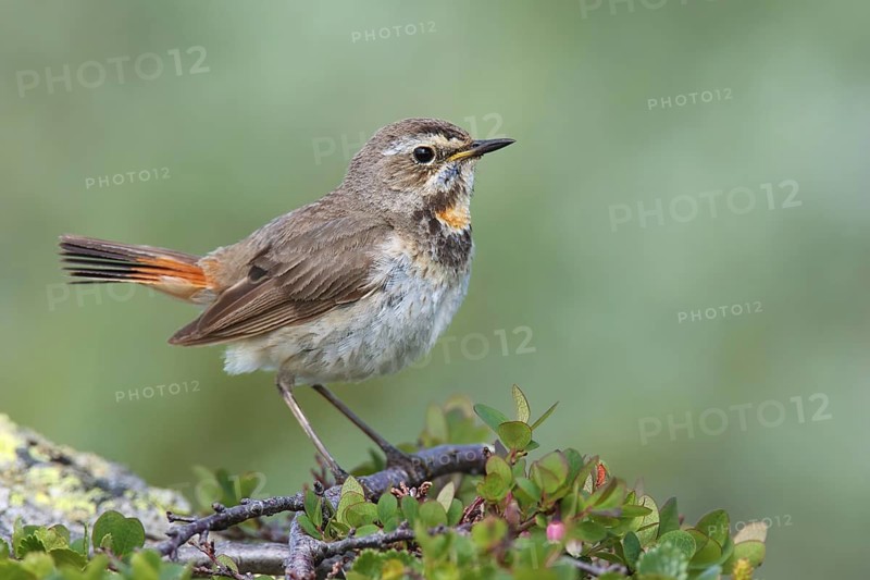 Bluethroat (Luscinia svecica svecica) female, Sweden