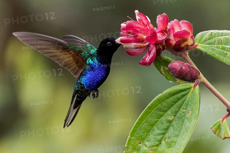 Velvet-purple Coronet (Boissonneaua jardini) feeding at a flower in Colombia, South America
