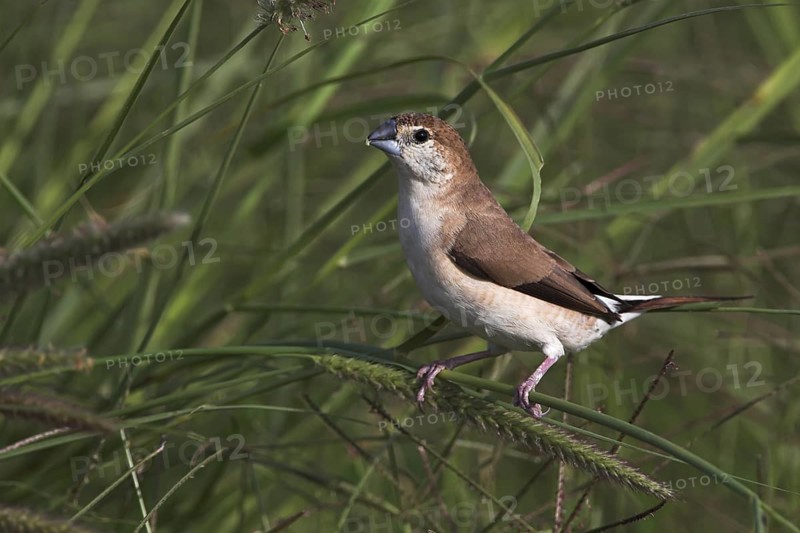 Indian Silverbill (Euodice malabarica), Oman