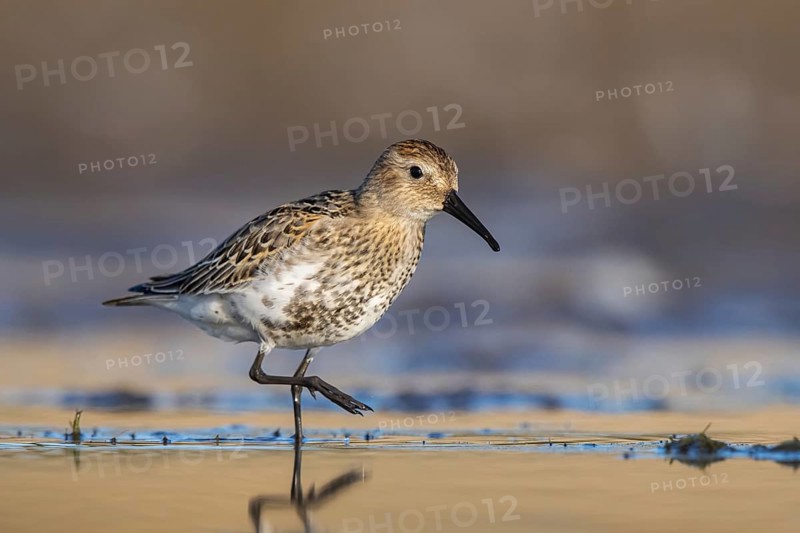 Dunlin (Calidris alpina) foraging, North Rhine-Westphalia, Germany