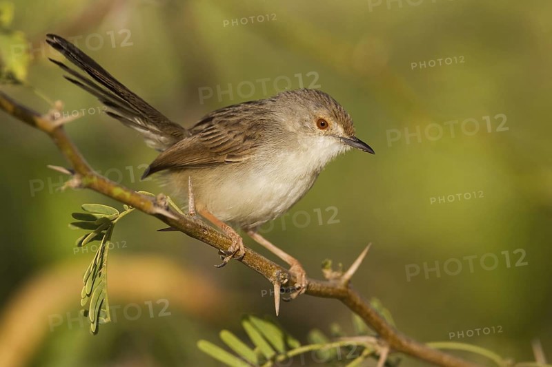 Graceful Prinia (Prinia gracilis), Oman