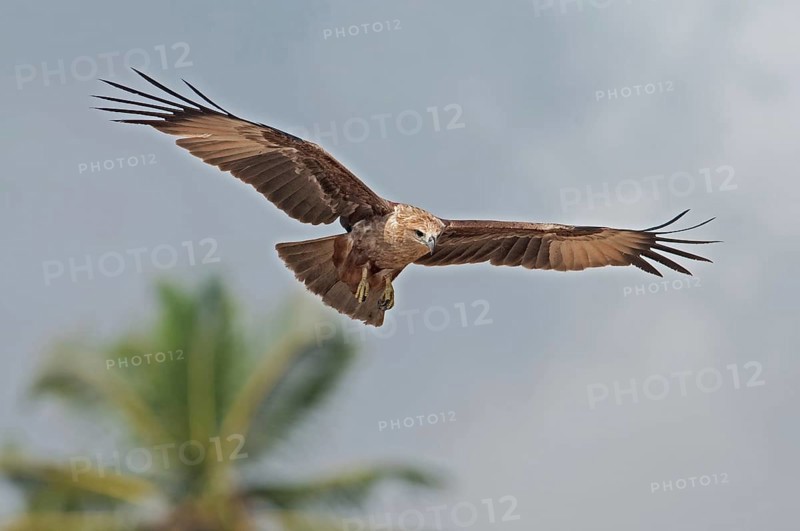 Brahminy Kite (Haliastur indus) juvenile flying, Goa, India