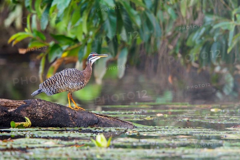 Sunbittern (Eurypaga helias) perched on a branch in Manu National Park, Peru