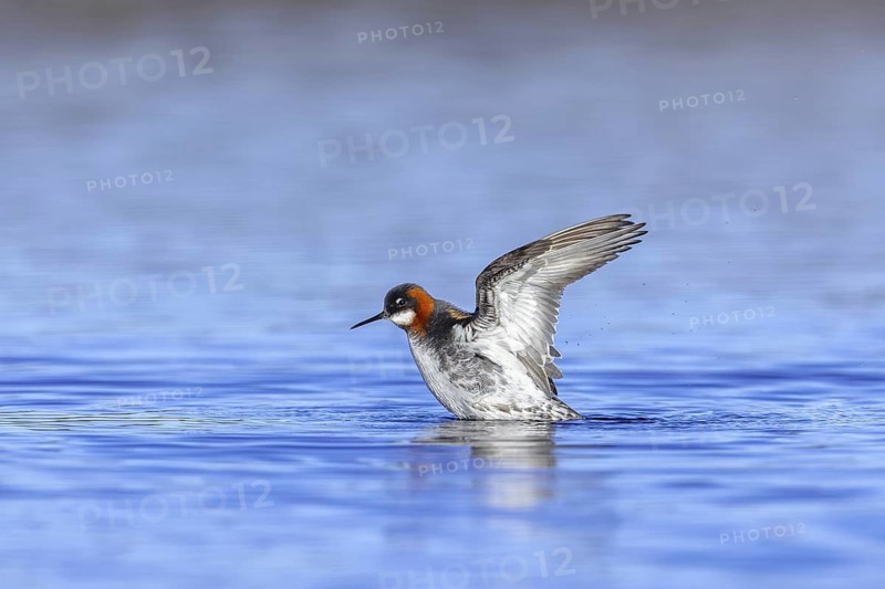 Red-necked phalarope, northern phalarope (Phalaropus lobatus) adult female in breeding plumage flapping wings in pond on tundra in spring, Sweden