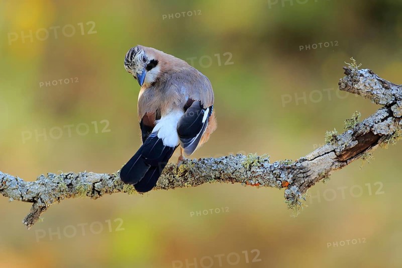 Eurasian Jay (Garrulus glandarius) preening, Andalusia, Spain