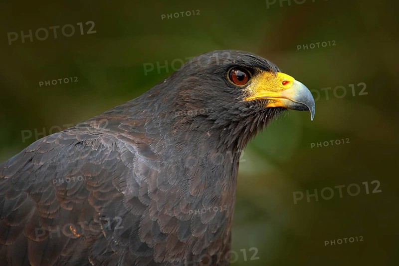 Great Black-Hawk, Buteogallus urubitinga, detail portrait of wild bird from Belize. Birdwatching of South America. Wildlife scene from nature. Yellow bill bird in the forest. Close-up portrait, eagle