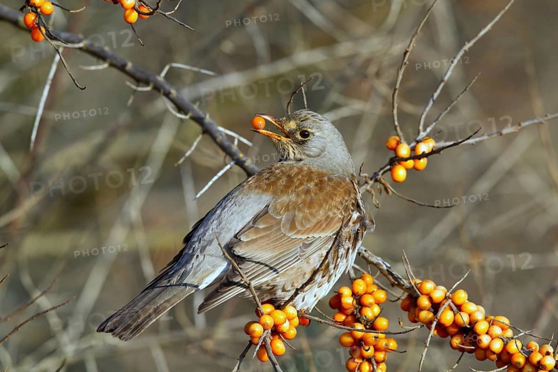 Fieldfare (Turdus pilaris) feeding on berries of Common sea buckthorn (Hippophae rhamnoides), Mecklenburg-Western Pomerania, Germany