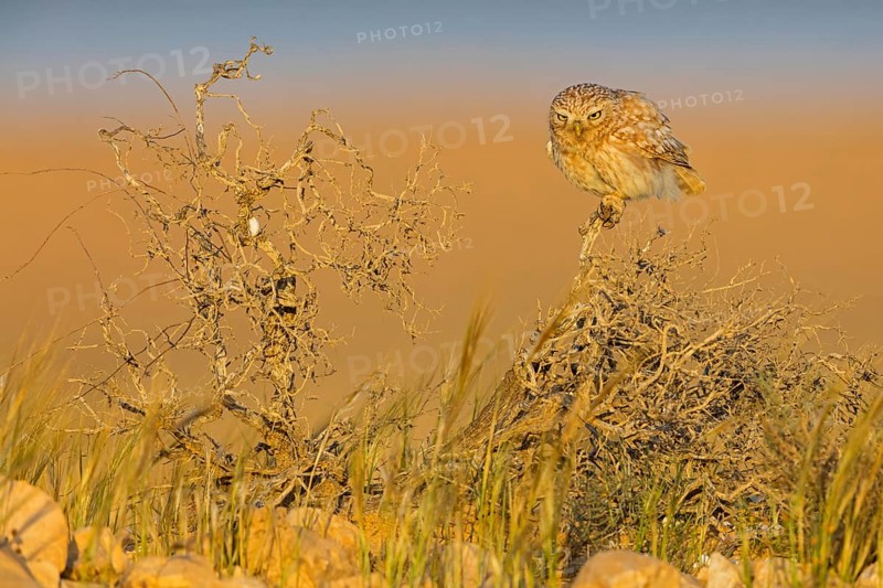 Steinkauz, Little Owl, Athene noctua, Chevêche d'Athéna, Chouette chevèche, Mochuelo Europeo, Mochuelo Común