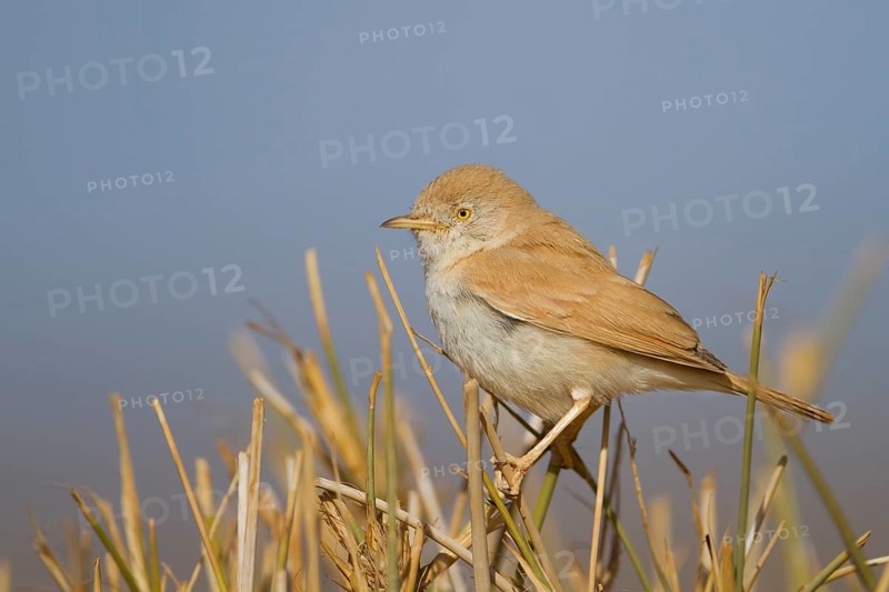 African Desert Warbler - Saharagrasmücke - Sylvia deserti, Morocco