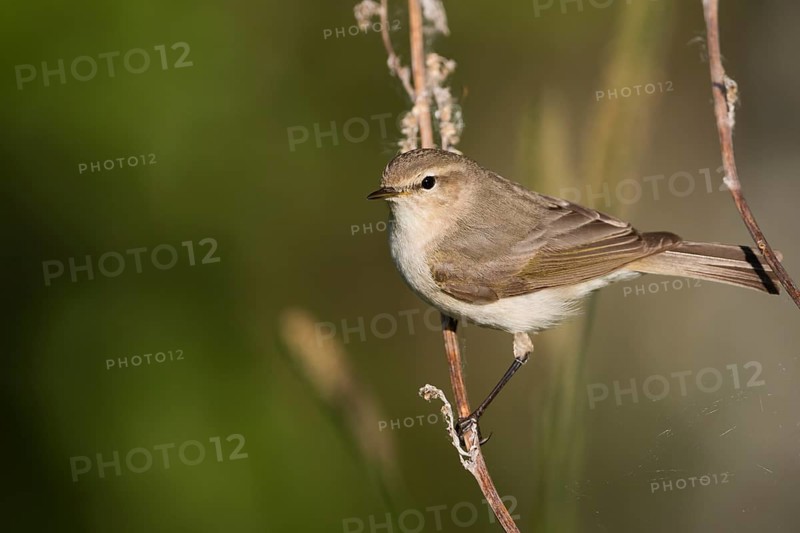 Siberian Chiffchaff - Taigazilpzalp - Phylloscopus tristis, Russia (Ural)