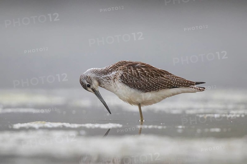 Common Greenshank (Tringa nebularia), North Rhine-Westphalia, Germany