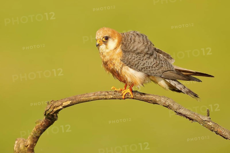 Red-footed Falcon, Falco vespertinus, bird sitting on branch with clear green background, cleaning plumage, feather in the bill, animal in the nature habitat, Hungary