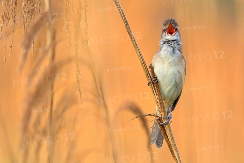 Drosselrohrsänger, Great Reed Warbler, Great Reed-Warbler, Acrocephalus arundinaceus, Rousserolle turdoïde, Carricero Tordal