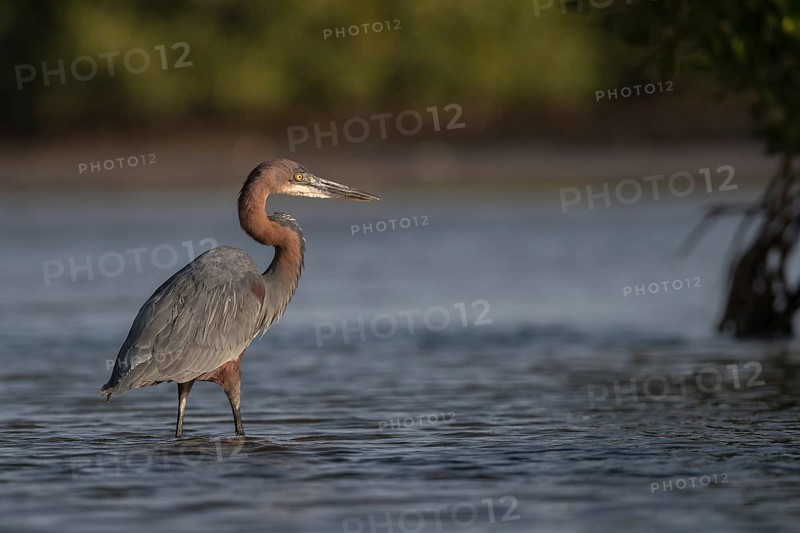 Goliath Heron (Ardea goliath), Senegal