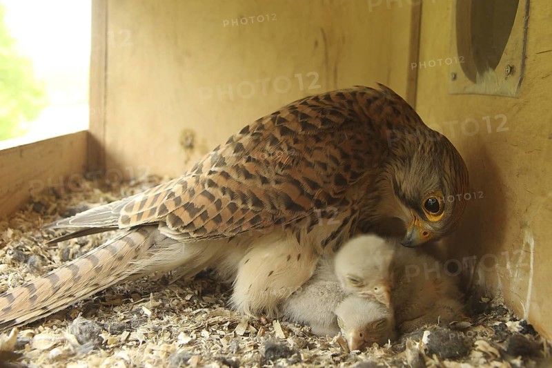Common Kestrel (Falco tinnunculus) chick, Lower Saxony, Germany