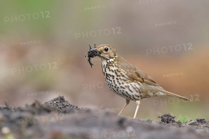 Song Thrush (Turdus philomelos), Netherlands
