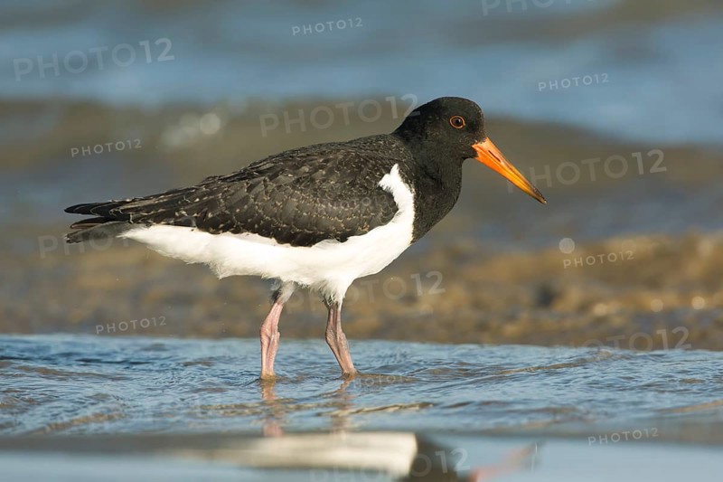 Pied Oystercatcher (Haematopus longirostris) juvenile foraging at shoreline, Victoria, Australia