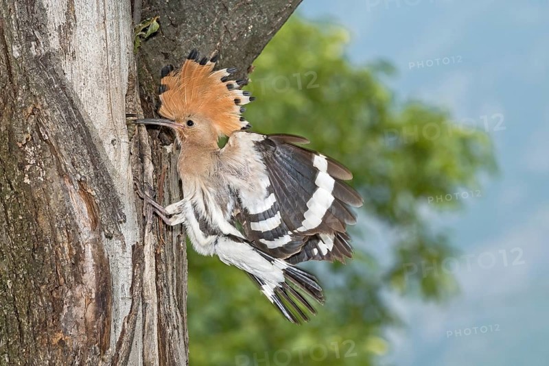 Eurasian Hoopoe (Upupa epops) at nest hole, Aosta Valley, Italy