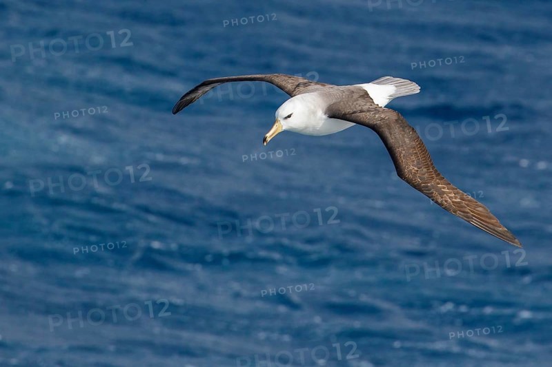 Black-browed Albatross (Thalassarche melanophris) flying over the ocean searching for food near South Georgia Island