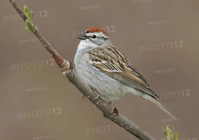 Chipping Sparrow (Spizella passerina), Saskatchewan, Canada