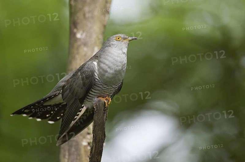 Common Cuckoo (Cuculus canorus) male perched on a branch, Tuscany, Italy