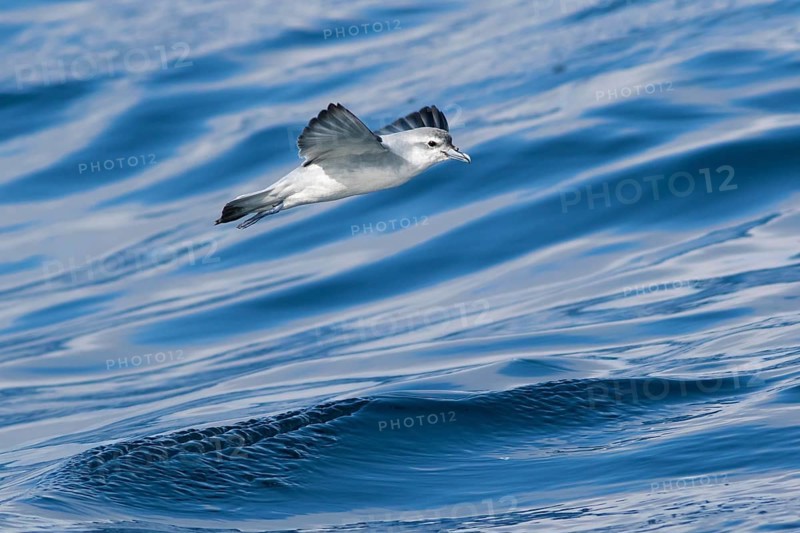 Fairy Prion (Pachyptila turtur) flying, Victoria, Australia