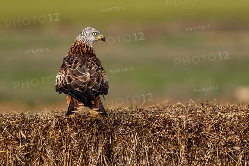 Red Kite (Milvus milvus), perched on a bale, Castile and Leon, Spain