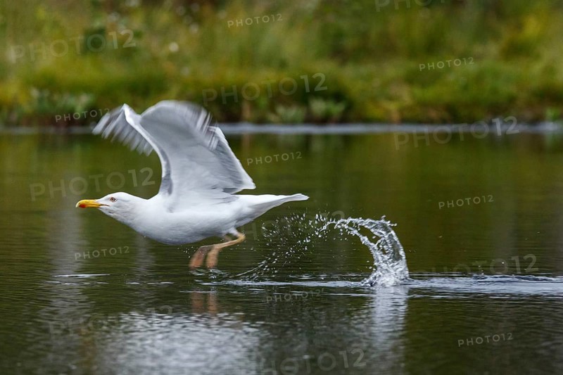 European Herring Gull (Larus argentatus), on lake, Kainuu, Finland