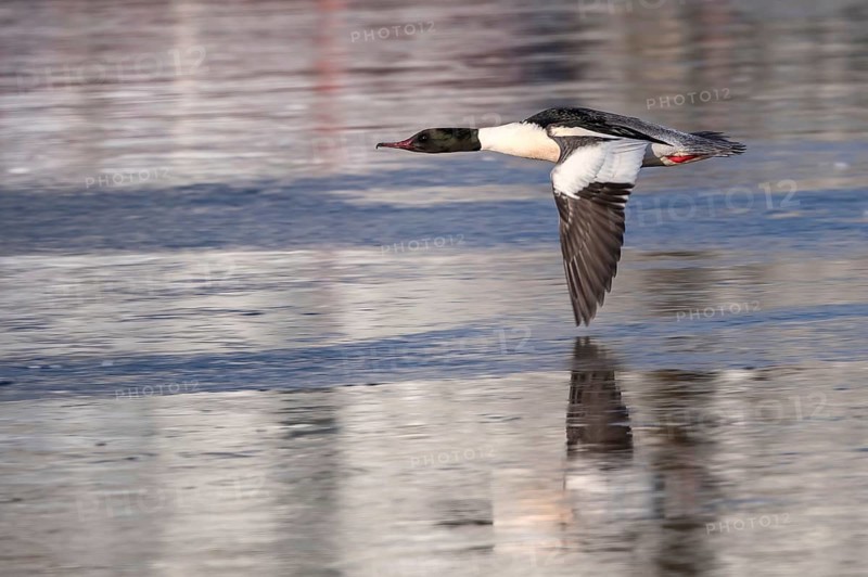Common Merganser (Mergus merganser) male flying, Mecklenburg-Western Pomerania, Germany