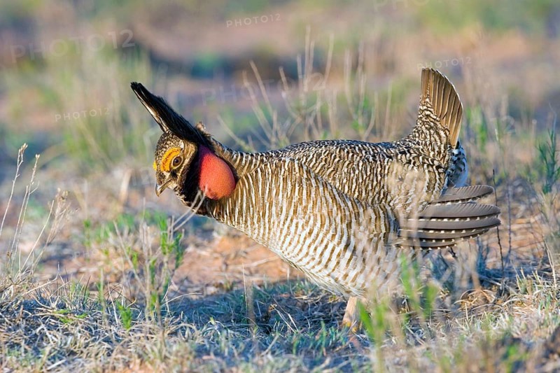 Lesser Prairie-Chicken Tympanuchus pallidicinctus Milnesand, New Mexico, United States 11 May Adult Male displaying Phasianidae
